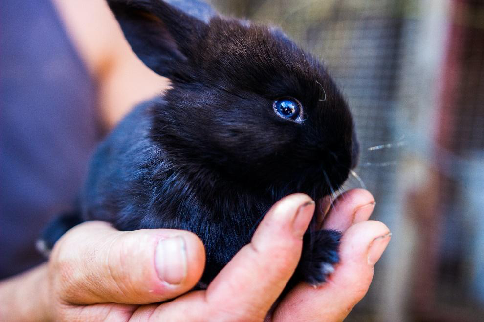 A small black rabbit 